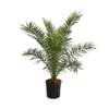 XXL Kanarische Dattelpalme, Ca. 140-160 Cm -Angebote Biohort Store 8608721 WE FS 002 XXLKanarischeDattelpalmeT28