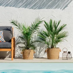 Angebote Biohort Store -Angebote Biohort Store 8608721 WE MO 002 ZwergpalmeChamaeropsHumilisKanarischeDattelpalmePhoenixCanariensisUweSauer