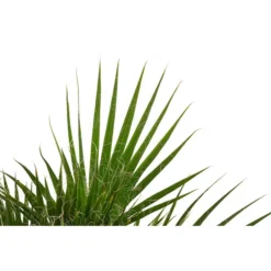 Fächerpalme, Mehrstämmig -Angebote Biohort Store 8608903 WE DE 001 FaecherpalmeWashingtoniaRobustaGruppenT17