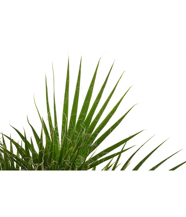 Fächerpalme, Mehrstämmig – Bild 2