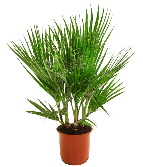 Fächerpalme, Mehrstämmig