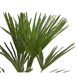 Hanfpalme 9 Hanfpalme -Angebote Biohort Store 8609059 WE DE 001 TrachycarpusFortuneiOWT20DehnerExpressHerzig