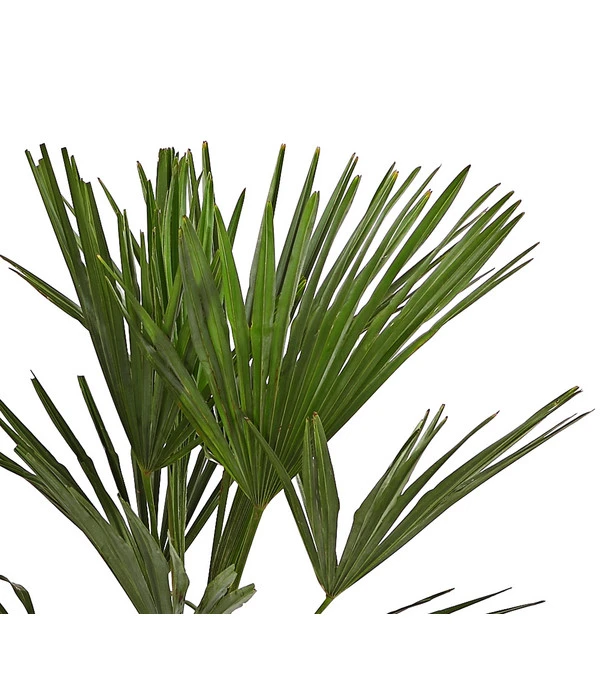 Hanfpalme 6 Hanfpalme – Bild 4