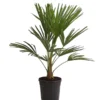Hanfpalme -Angebote Biohort Store 8609059 WE FS 001 TrachycarpusFortuneiOWT20DehnerExpressHerzig