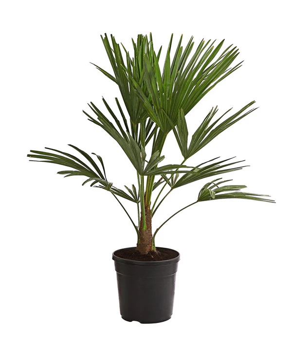 Hanfpalme 3 Hanfpalme