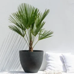 Hanfpalme 7 Hanfpalme -Angebote Biohort Store 8609059 WE MO 002 HanfpalmeTrachycarpusFortuneiT21