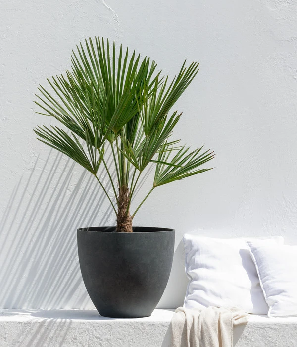 Hanfpalme 4 Hanfpalme – Bild 2