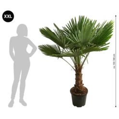 XXL Hanfpalme, Ca. 150-180 Cm -Angebote Biohort Store 8609174 WE BG 001 XXLHanfpalme150180cm