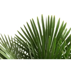 XXL Hanfpalme, Ca. 150-180 Cm -Angebote Biohort Store 8609174 WE DE 001 TrachycarpusFortuneiT36Hanfpalme