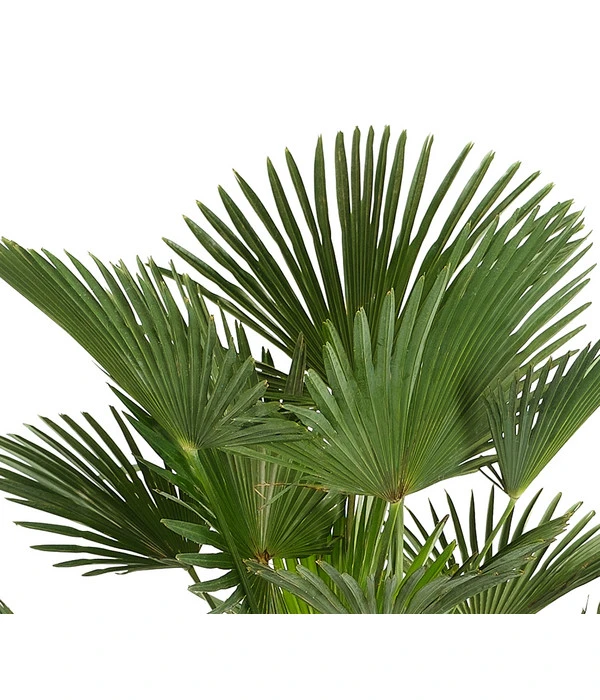 Wagners Hanfpalme 4 Wagners Hanfpalme – Bild 2