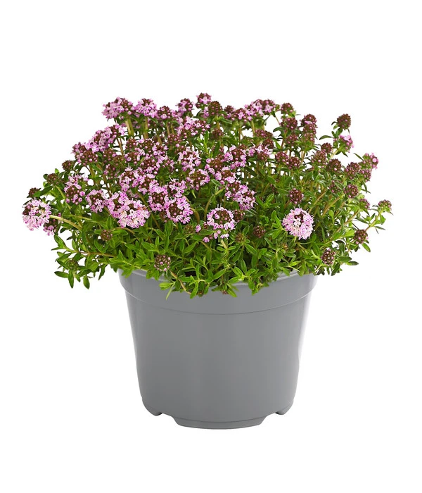 Dehner Gourmet Garten Bergbohnenkraut 3 Dehner Gourmet Garten Bergbohnenkraut