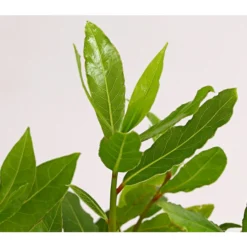 Echter Lorbeer -Angebote Biohort Store 8609943 PR DE 001 LaurusNobilisKuechenlorbeerLorbeerSaemlingT9DehnerExpressHerzig