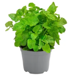 Dehner Gourmet Garten Zitronenmelisse