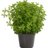 Bio Oregano -Angebote Biohort Store 8610123 WE FS 001 OriganumVulgareOreganumT14DehnerExpressHerzig