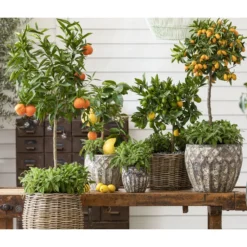 Dehner Gourmet Garten Salbei -Angebote Biohort Store 8610271 WE MO 001 SalviaSalbei2022GC02