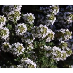 Bio Thymian -Angebote Biohort Store 8610339 WE DE 001 ThymianBluete