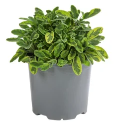 Dehner Gourmet Garten Goldsalbei