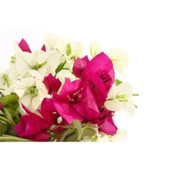 Drillingsblumen-Duo, Spalier -Angebote Biohort Store 8618258 PR DE 001 BougainvilleaTwinSpalier19DehnerExpressHerzig