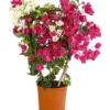 Drillingsblumen-Duo, Spalier -Angebote Biohort Store 8618258 PR FS 001 BougainvilleaTwinSpalier19DehnerExpressHerzig