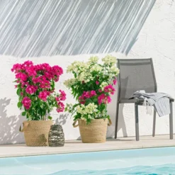 Drillingsblumen-Duo, Spalier -Angebote Biohort Store 8618258 PR MO 001 BougainvilleT19Twin