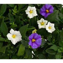 Enzianstrauch-Duo, Stämmchen 7 Enzianstrauch-Duo, Stämmchen -Angebote Biohort Store 8649691 PR DE 001 SolanumRantonettiStammT17TwinDehnerExpressHerzig