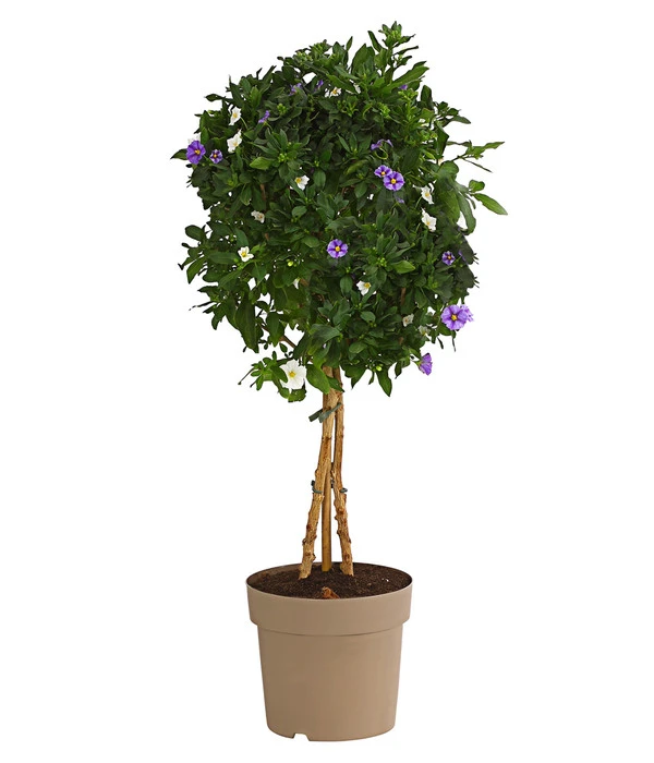 Enzianstrauch-Duo, Stämmchen 3 Enzianstrauch-Duo, Stämmchen