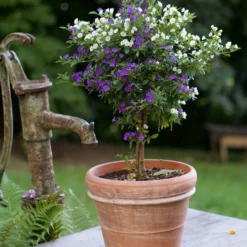 Enzianstrauch-Duo, Stämmchen 6 Enzianstrauch-Duo, Stämmchen -Angebote Biohort Store 8649691 PR MO 001 LycianthesRantonettiyEnzianstrauchDehnerTerrakottaTopfDoppioBoro