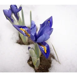 Netzblatt-Iris 'Harmony' -Angebote Biohort Store 8662256 BlaueIrisPixabay