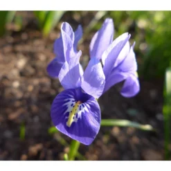 Netzblatt-Iris 'Harmony' -Angebote Biohort Store 8662256 BlaueZwergIrisPixabay