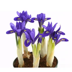 Netzblatt-Iris 'Harmony' -Angebote Biohort Store 8662256 WE DE 001 IrisReticulataT9DehnerExpressHerzig