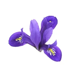 Netzblatt-Iris 'Harmony' -Angebote Biohort Store 8662256 WE DE 002 IrisReticulataT9DehnerExpressHerzig