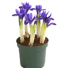 Netzblatt-Iris 'Harmony' -Angebote Biohort Store 8662256 WE FS 001 IrisReticulataT9DehnerExpressHerzig