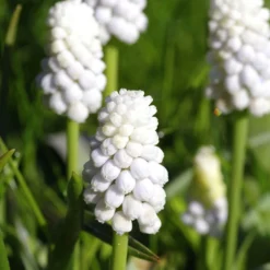 Traubenhyazinthe 'White Magic' -Angebote Biohort Store 8662686 PR MO 001 TraubenhyazintheWhiteMagicPixabay