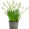 Traubenhyazinthe 'White Magic' 1 Traubenhyazinthe 'White Magic' -Angebote Biohort Store 8662686 WE FS 001 MuscariAucheriWhiteMagicTraubenhyazintheT9cm