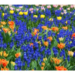 Traubenhyazinthe, Blau -Angebote Biohort Store 8662702 8662645 8662710 HyazintheBlauMuscariTraubenhyazinthePixabay