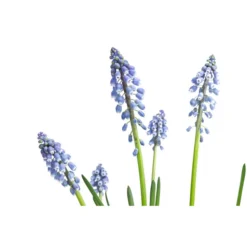 Traubenhyazinthe, Blau -Angebote Biohort Store 8662702 WE DE 001 MuscariArmeniacumBlauTraubenhyazintheT9cm