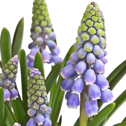 Traubenhyazinthe, Blau -Angebote Biohort Store 8662702 WE DE 002 TraubenhyazintheMuscariArmeniacumT9DehnerExpressHerzig
