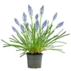 Traubenhyazinthe, Blau 1 Traubenhyazinthe, Blau -Angebote Biohort Store 8662702 WE FS 001 MuscariArmeniacumBlauTraubenhyazintheT9