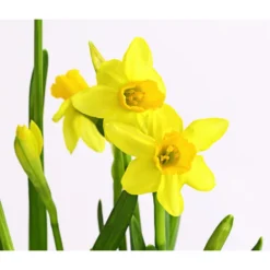 Narzissen 'Tête à Tête' In Birkentopf, Ca. Ø11 Cm -Angebote Biohort Store 8663122 WE DE 007 NarzissenTAT9