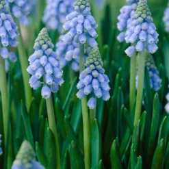 Traubenhyazinthen In Zinkschale, Ca. Ø29 Cm -Angebote Biohort Store 8664377 WE DE 001 MuscariAtlantic