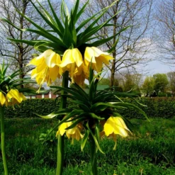 Kaiserkrone -Angebote Biohort Store 8664676 WE MO 001 KaiserkroneGelbPixabay