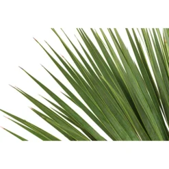 Blaublättrige Palmlilie 7 Blaublättrige Palmlilie -Angebote Biohort Store 8684920 WE DE 001 YuccaRostrataBlaueYuccaPalmlilieT28