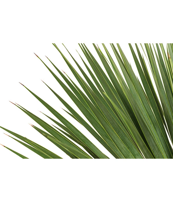 Blaublättrige Palmlilie 5 Blaublättrige Palmlilie – Bild 3