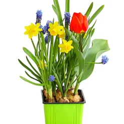 Zwiebelpflanzen-Trio Frühlingsstimmung