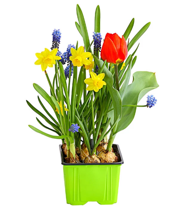 Zwiebelpflanzen-Trio Frühlingsstimmung 3 Zwiebelpflanzen-Trio Frühlingsstimmung