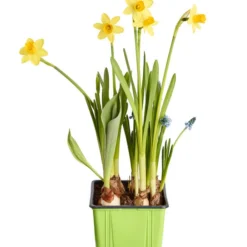 Zwiebelpflanzen-Trio Frühlingsstimmung 7 Zwiebelpflanzen-Trio Frühlingsstimmung -Angebote Biohort Store 8686636 PR FS 001 Zwiebel4erMixT9DehnerExpressZS