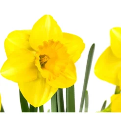 Narzisse 'Lucky Number’ Im Pottburri®-Topf -Angebote Biohort Store 8732703 WE DE 001 NarzissenPottburriT12