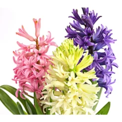 Hyazinthe 'Mixies' -Angebote Biohort Store 8747008 PR DE 001 Hyazinthen3erMixiesT12DehnerExpressHerzig