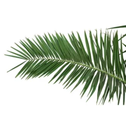 XXL Kanarische Dattelpalme, Ca. 170 Cm -Angebote Biohort Store 8753063 PR DE 001 XXLKanarischeDattelpalme70L