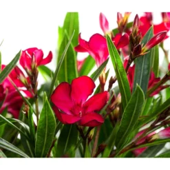 Oleander, Solitärbusch -Angebote Biohort Store 8753105 WE DE 001 NeriumOleanderBuschRotT30